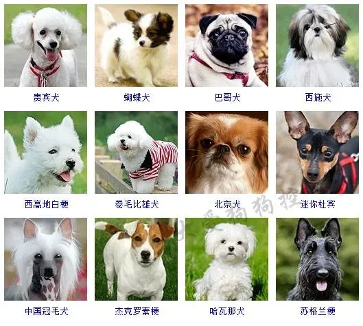 犬种分类大全| 财富猿·A